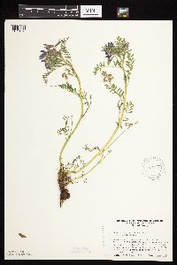 Astragalus crassicarpus image