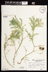 Astragalus crassicarpus var. crassicarpus image