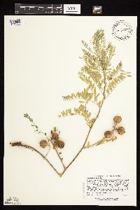 Astragalus crassicarpus var. crassicarpus image