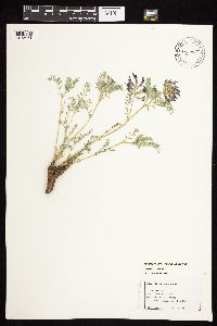 Astragalus crassicarpus var. crassicarpus image