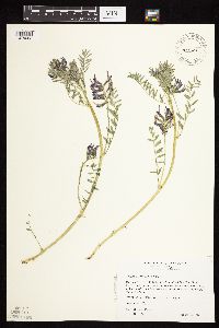 Astragalus crassicarpus image