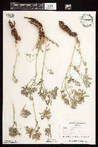 Astragalus crassicarpus var. crassicarpus image