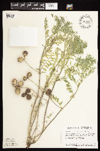 Astragalus crassicarpus var. crassicarpus image