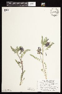 Astragalus crassicarpus var. crassicarpus image