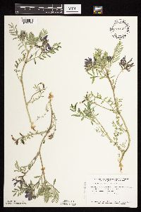 Astragalus crassicarpus var. crassicarpus image