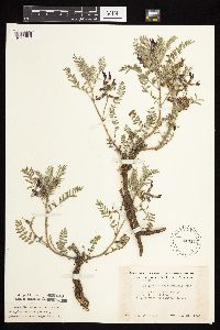 Astragalus crassicarpus var. crassicarpus image