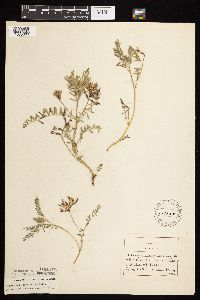 Astragalus crassicarpus var. crassicarpus image