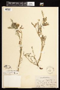 Astragalus crassicarpus var. crassicarpus image