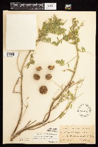 Astragalus crassicarpus image