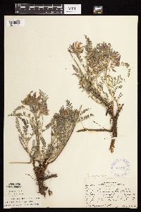 Astragalus crassicarpus var. crassicarpus image