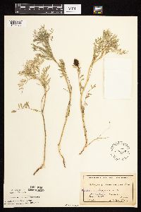 Astragalus crassicarpus image