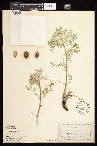 Astragalus crassicarpus var. crassicarpus image