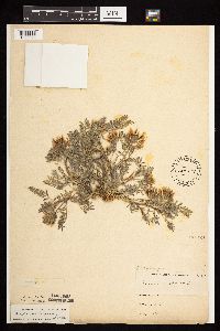 Astragalus crassicarpus image