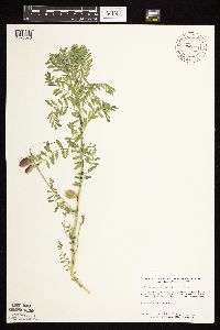 Astragalus crassicarpus var. crassicarpus image