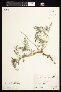 Astragalus crassicarpus image