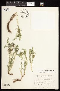 Astragalus crassicarpus var. crassicarpus image