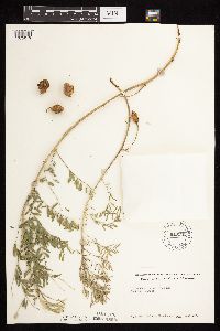 Astragalus crassicarpus var. crassicarpus image