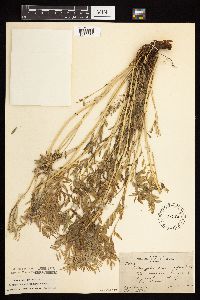 Astragalus crassicarpus var. crassicarpus image