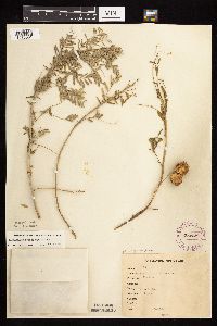 Astragalus crassicarpus var. crassicarpus image