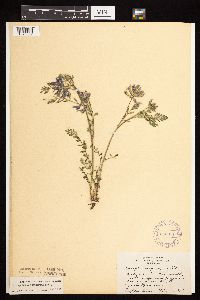 Astragalus crassicarpus var. crassicarpus image