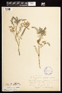 Astragalus crassicarpus var. crassicarpus image