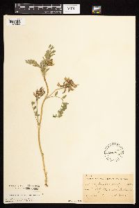 Astragalus crassicarpus var. crassicarpus image