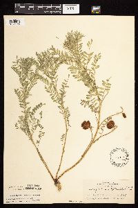 Astragalus crassicarpus image