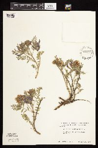 Astragalus crassicarpus var. crassicarpus image