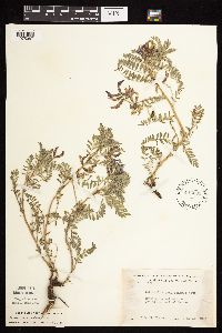 Astragalus crassicarpus var. crassicarpus image