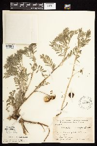 Astragalus crassicarpus var. crassicarpus image