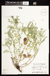 Astragalus crassicarpus var. crassicarpus image