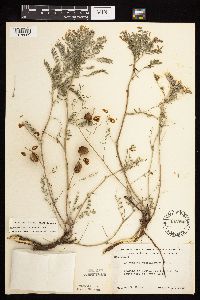 Astragalus crassicarpus image