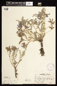 Astragalus crassicarpus var. crassicarpus image