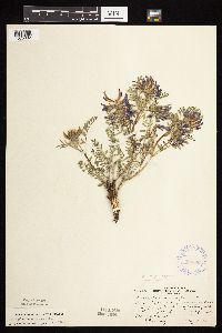 Astragalus crassicarpus var. crassicarpus image