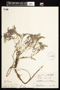 Astragalus crassicarpus image