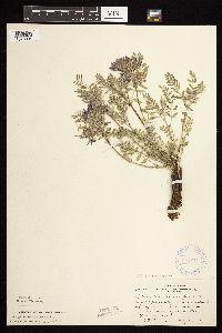 Astragalus crassicarpus var. crassicarpus image