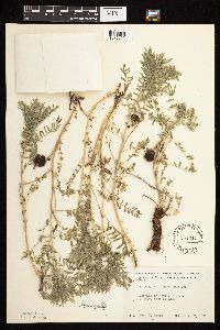 Astragalus crassicarpus var. crassicarpus image