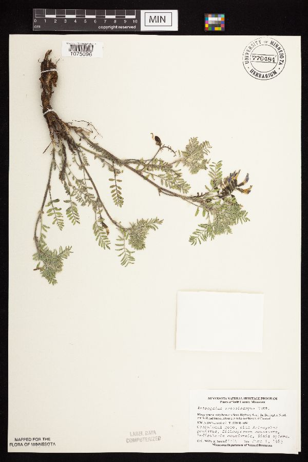 Astragalus crassicarpus image