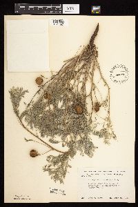 Astragalus crassicarpus var. crassicarpus image