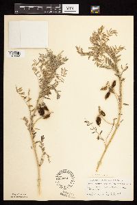 Astragalus crassicarpus image