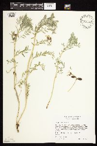 Astragalus crassicarpus image