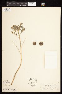 Astragalus crassicarpus var. crassicarpus image