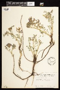 Astragalus crassicarpus image