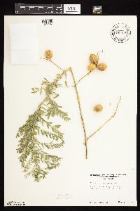 Astragalus crassicarpus var. crassicarpus image