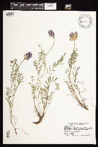 Astragalus crassicarpus var. crassicarpus image