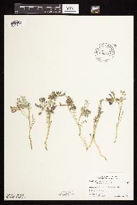 Astragalus crassicarpus image