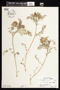 Astragalus crassicarpus var. crassicarpus image