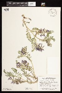 Astragalus crassicarpus var. crassicarpus image