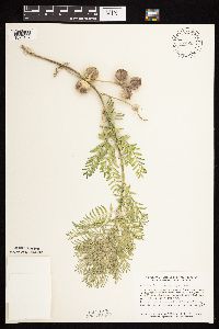 Astragalus crassicarpus image