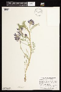 Astragalus crassicarpus var. crassicarpus image